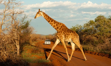 There are less than 100,000 giraffes on the planet.