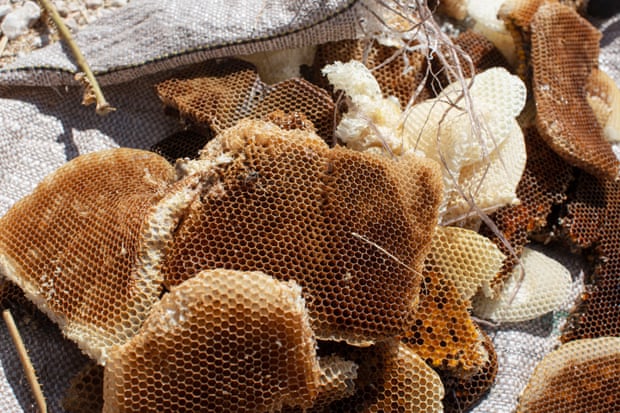 Honeycomb that has just been taken from hives, outside Ataq.