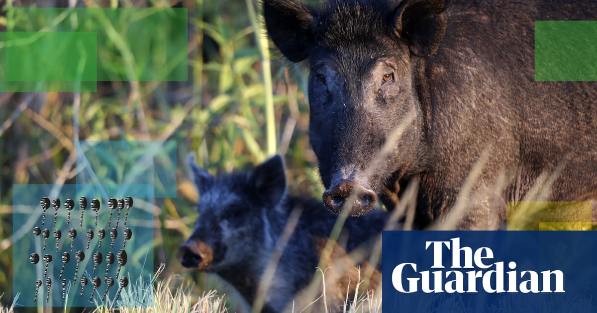 From feral pigs to windfarms: how good is your green knowledge? – quiz