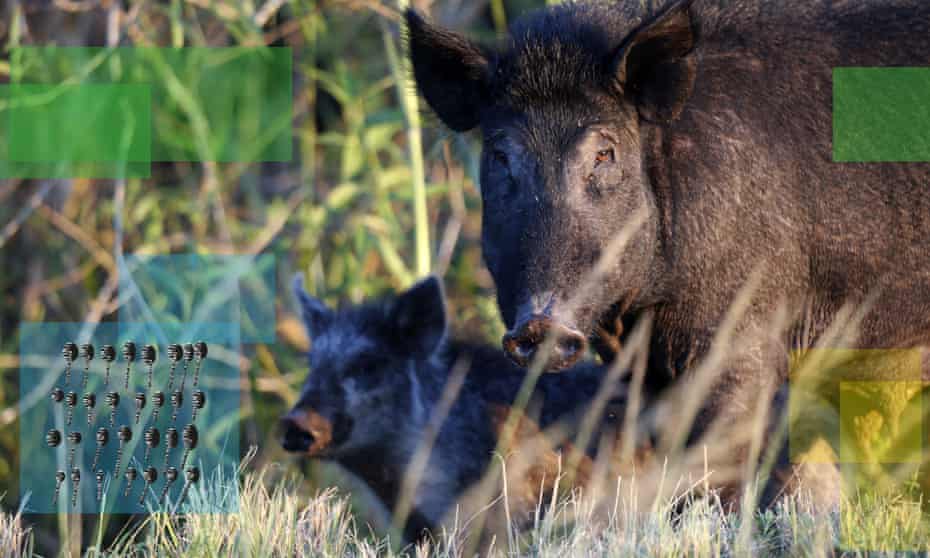 ADVANCE FOR USE TUESDAY, DEC. 3, 2019 AND THEREAFTER- In this Friday, Oct. 25, 2019 photo, feral pigs roam near LaBelle, Fla. The state is second only to Texas in the number of non-native wild pigs living in the state. (AP Photo/Robert F. Bukaty)