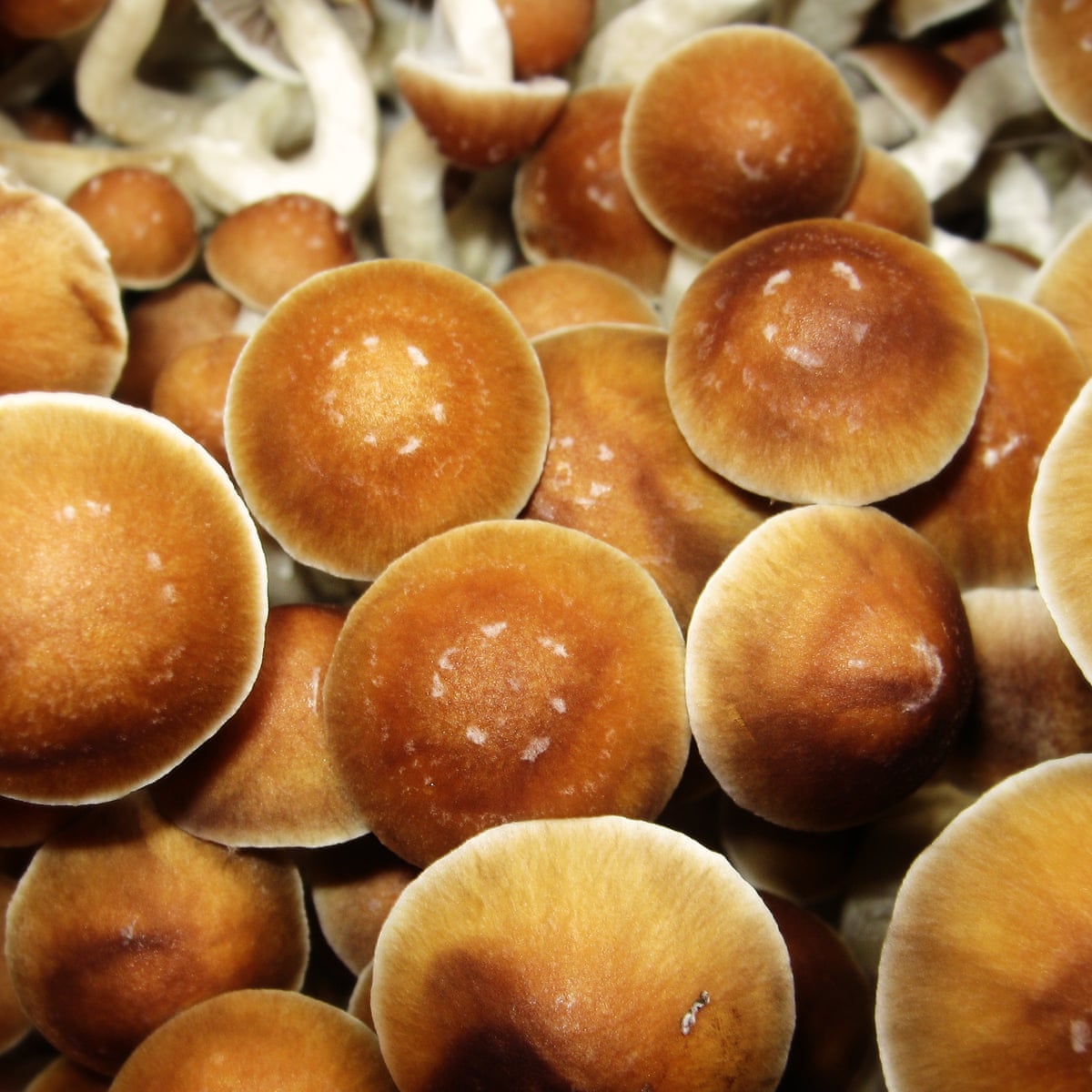Study finds mushrooms are the safest recreational drug