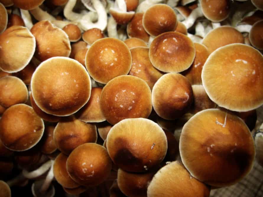 Psilocybe cubensis ‘Magic Mushrooms’