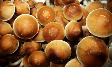 Psilocybe cubensis ‘Magic Mushrooms’