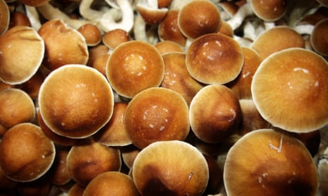 ‘When taken in high doses, psilocybin [derived from magic mushrooms] profoundly alters the quality of conscious awareness, releasing suppressed memories and feelings.’