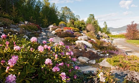 Rhododendron in the Arctic alpine botanic garden in Tromsø.