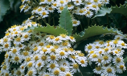 Olearia macrodonta flowering in June