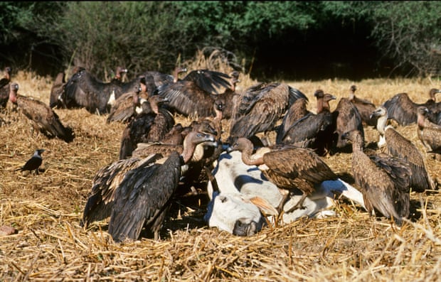 An Indian white-rumped vulture (Gyps bengalensis) and slender-billed vulture (Gyps tenuirostris) feed on cow carcass at Bharatpur India, January 1990