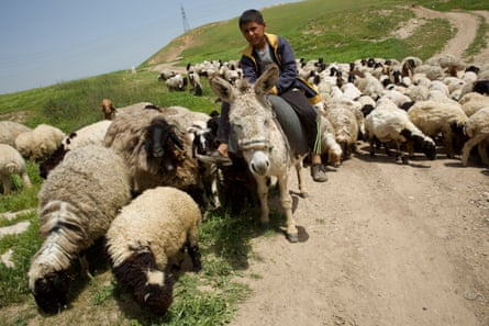 Sheep farming in Jerwan, Duhok, in Iraqi Kurdistan.