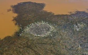 Aves se reúnem nos pântanos de Ammiq, no vale de Bekaa, no Líbano