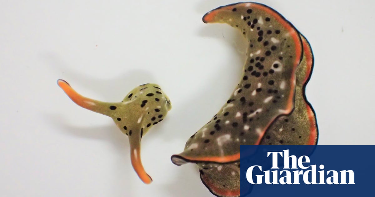 Keep your head: the self-decapitating sea slugs that regrow their bodies – hearts and all