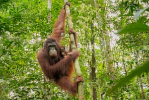 O bebê Manja se agarra à mãe Manis na Indonésia. Manis foi resgatado em julho de 2014 pelo BKSDA/Ministério Florestal da Indonésia e YIARI, parceiro indonésio do International Animal Rescue, e foi reabilitado com sucesso e solto de volta à natureza. Sh deu à luz Manja. Junto com o BKSDA/Ministério Florestal da Indonésia, YIARI liberou 170 orangotangos de volta ao seu habitat natural, com cinco nascimentos vivos registrados entre os orangotangos soltos, indicando o impacto positivo desses programas de reabilitação e soltura