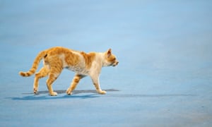 cat on the track