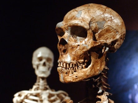 A skull of a Neanderthal in the foreground, with a human skeleton behind
