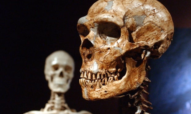 A reconstructed Neanderthal skeleton, right, and a modern human skeleton on display at the Museum of Natural History in New York.