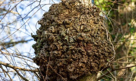 A tree gall