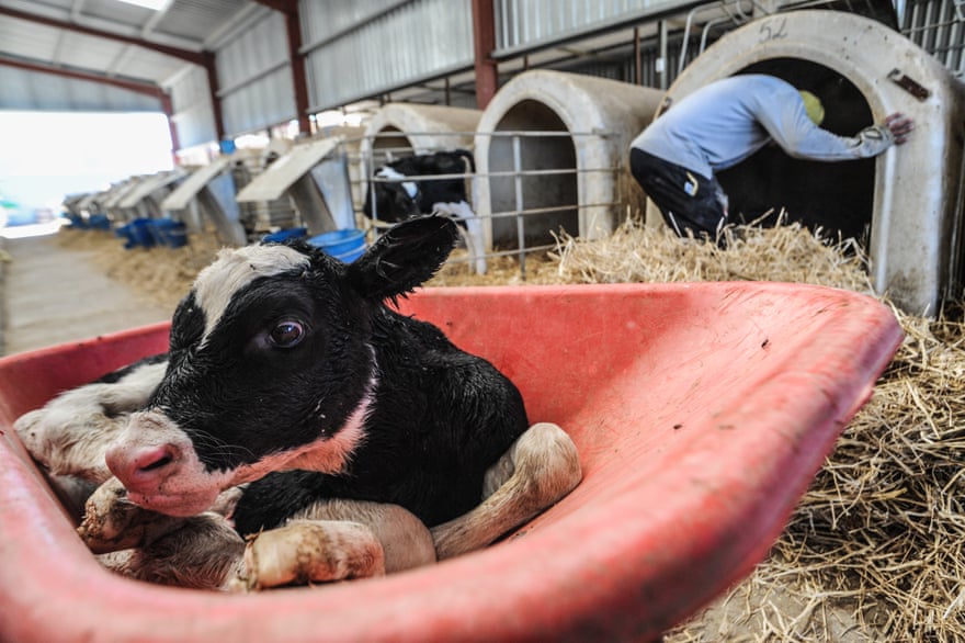 Newborn calf separated from mother at dairy farm, Spain, 2010.
