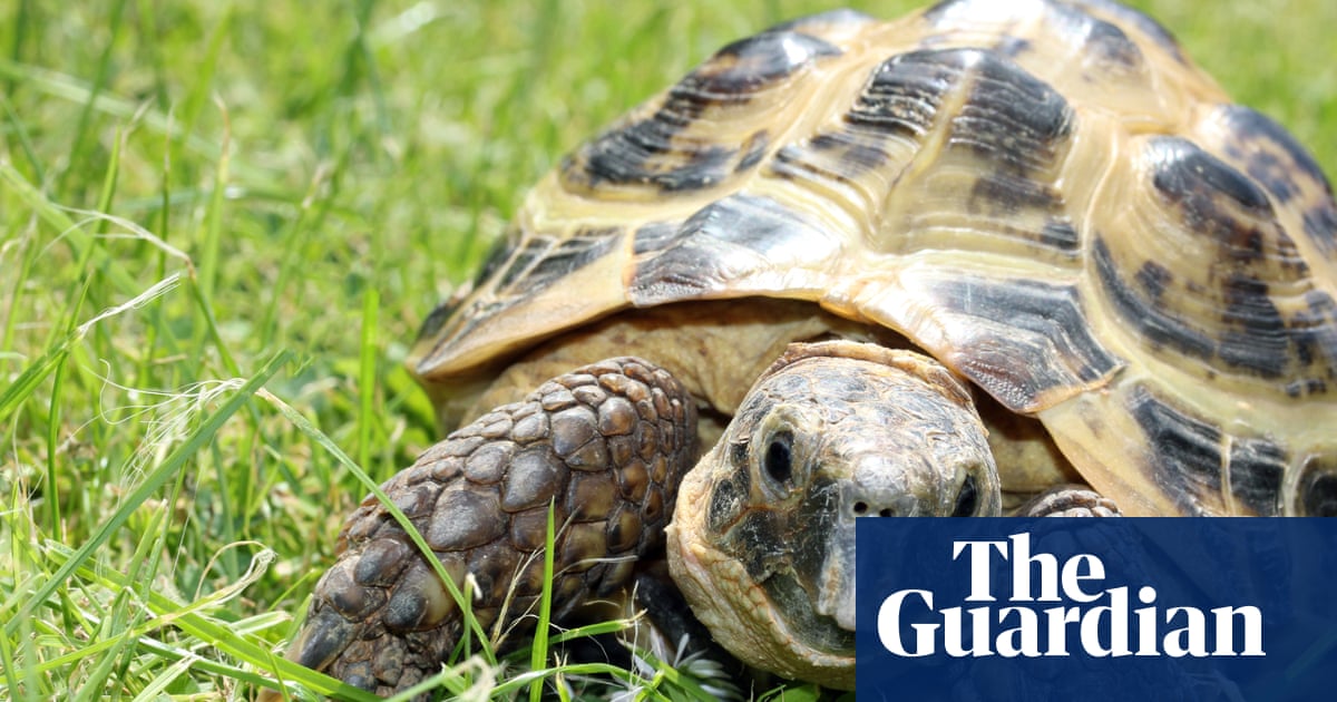 Tim Dowling: the tortoise will not only outlive me, it’ll outwit me, too