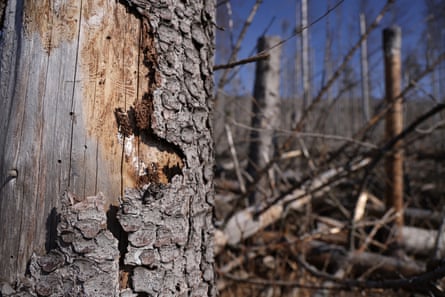 Close-up of dead tree with half of its bark missing. In the background are other dead trees