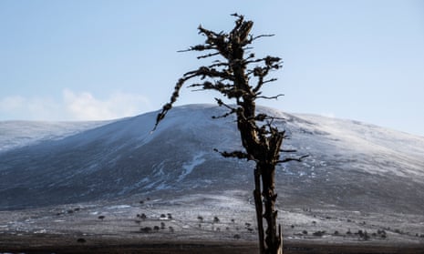 BrewDog bought the Kinrara estate in the Cairngorms in February and pledged to plant 1.1m trees