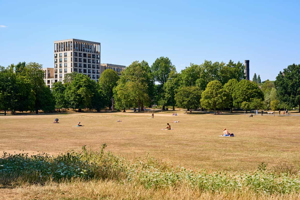 A parched area of grassland with trees and a high-rise building in the background