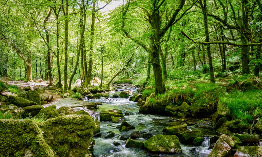 The Falls on the River Fowey