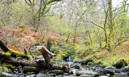 view of stream and waterfall through a tree-lined valley with moss-covered rocks and branches
