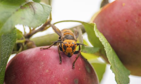 In this 7 October 2020, photo provided by the Washington state department of agriculture, a live Asian giant hornet with a tracking device affixed to it sits on an apple in a tree where it was placed, near Blaine, Washington.