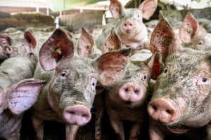 Pigs stand in air-conditioned outdoor stables with straw bedding at a pig fattening farm in Brueggen, Germany.