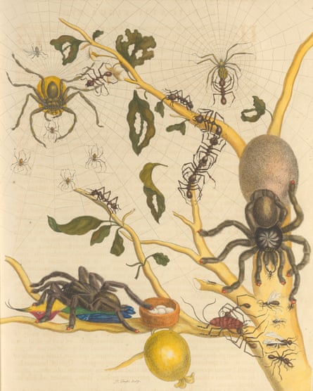 Illustrations in Metamorphosis Insectorum Surinamensium include one depicting a hummingbird being attacked by a spider.