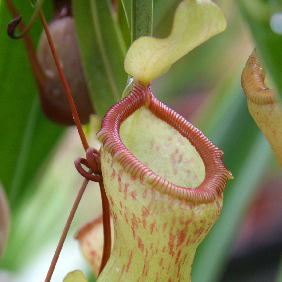 Pitcher Plant Care Outdoors Https Encrypted Tbn0 Gstatic Pitcher Plant Care Outdoors Https Encrypted Tbn0 Gstatic