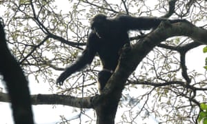 A chimpanzee on a fig tree in Kibare national park.