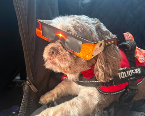 Teresa's dog ready for the eclipse in Spain