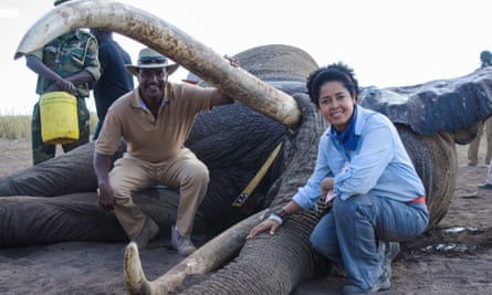 Kenya Wildlife Service Director General Kitili Mbathi and Paula Kahumbu with elephant Tim after the elephant was fitted with a tracking collar in Amboseli National Park, Kenya, on 10 September 2016.