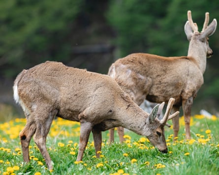 آهوهای کوتاهقامت در یک دشت چرا میکنند