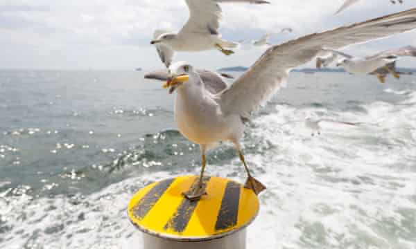 It Carried Our Dog Away Are The Uk S Seagulls Getting More