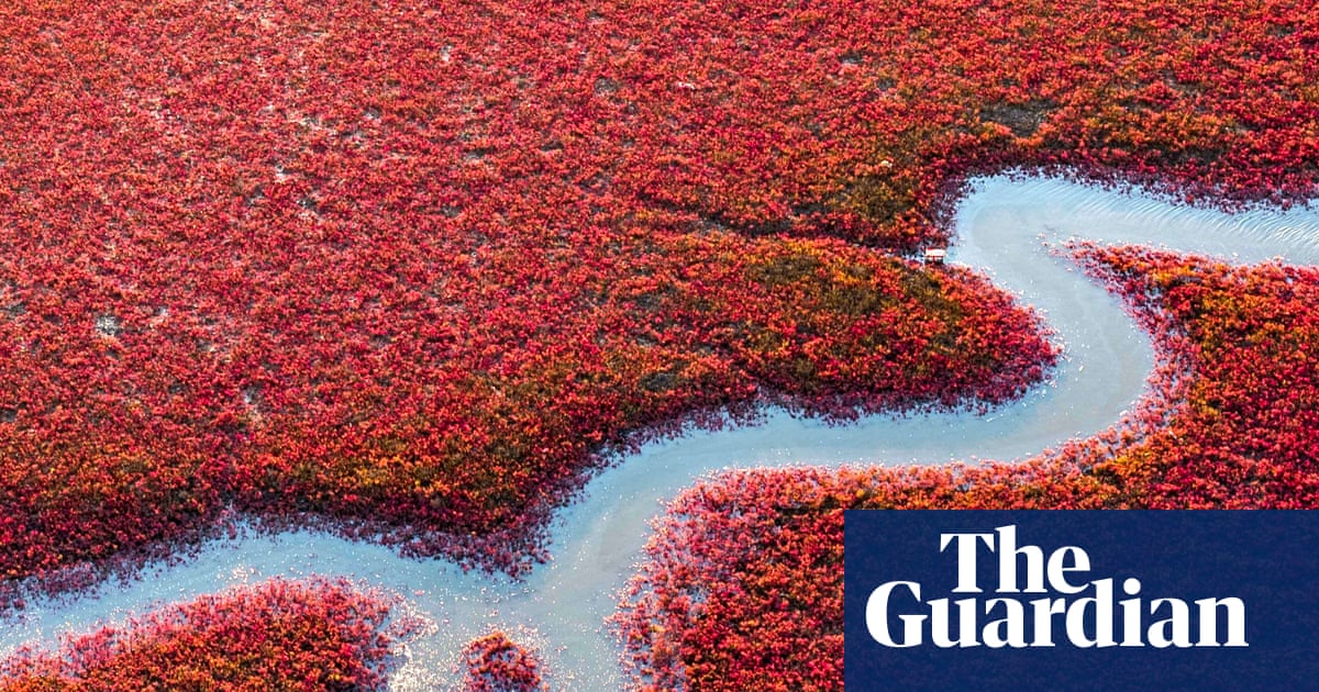 Seepweed turns China's Qingdao coast crimson in autumn