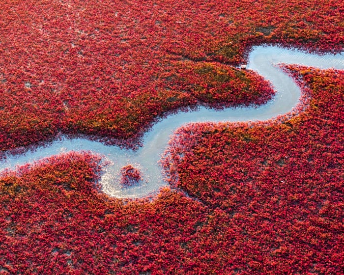Sea of crimson: vivid ‘red beach’ transforms China’s wetlands and marshes – in pictures
