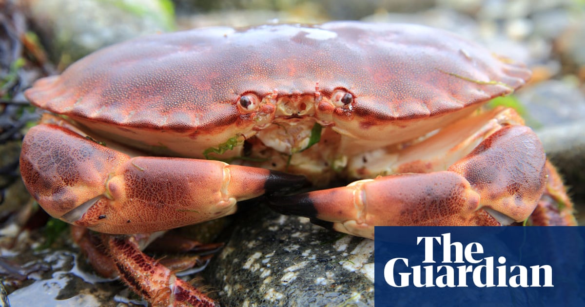 Mesmerised brown crabs ‘attracted to’ undersea cables