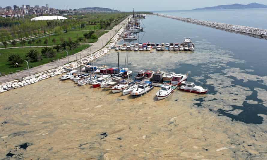 An aerial view of sea snot in Istanbul.