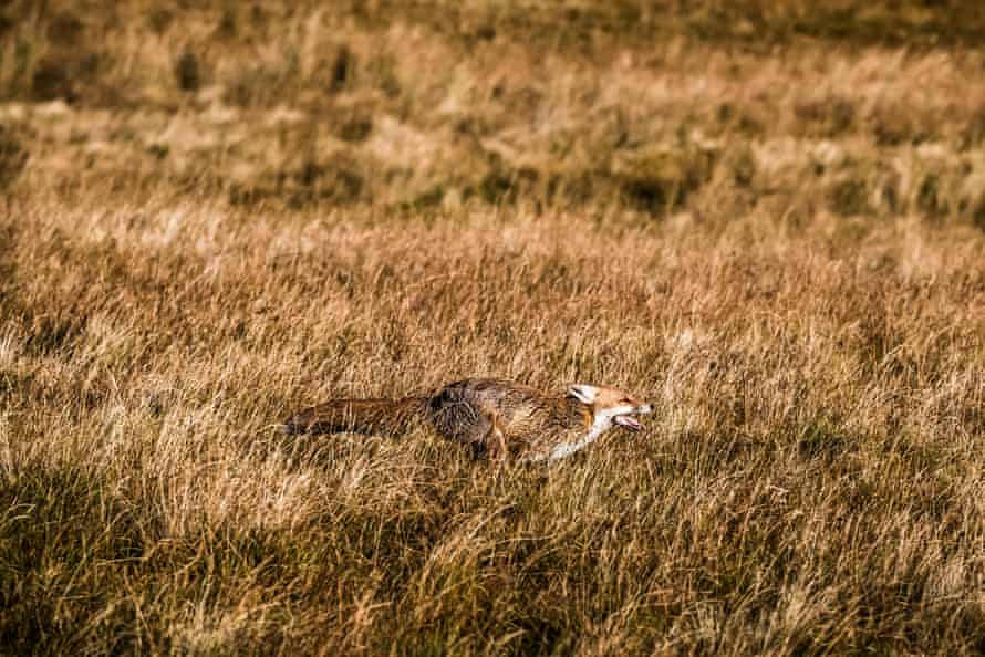 A red fox galloping through grass on open moorland.
