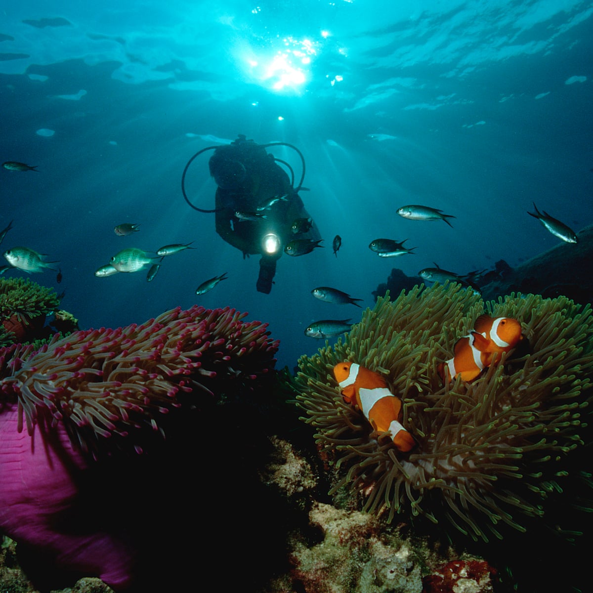 Finding Nemo We May Be Losing Him Says Climate Study