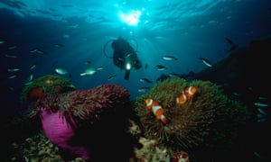Finding Nemo We May Be Losing Him Says Climate Study -
