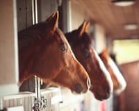 Three horses looking out of stable doors