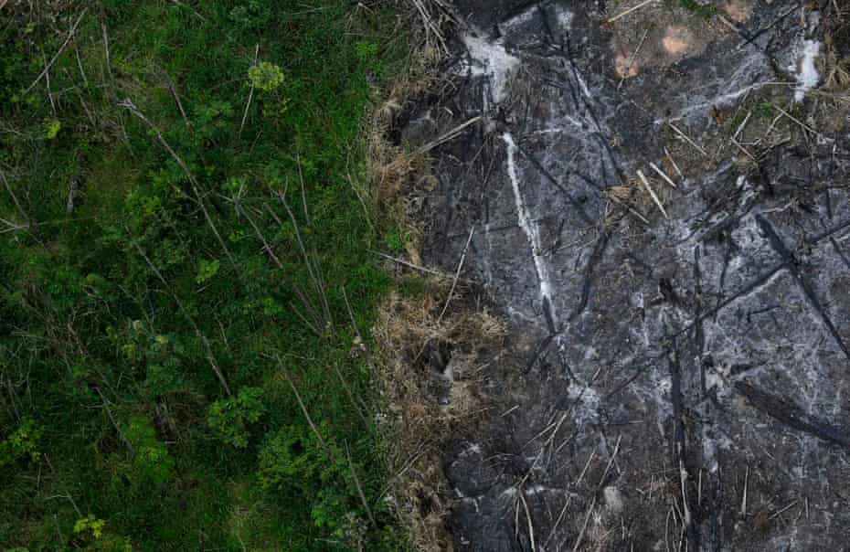 An area of the Amazon rainforest which has been slashed and burned stands next to a section of virgin forest. 