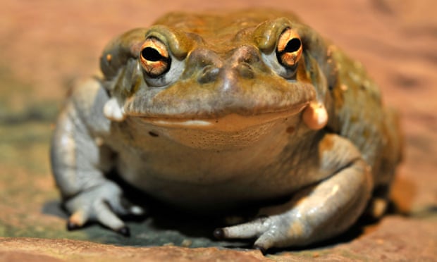 Bufo alvarius, also known as the Sonoran Desert or Colorado River toad.