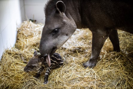 A tapir at the Buenos Aires Eco-park.