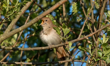 A nightingale in a tree.