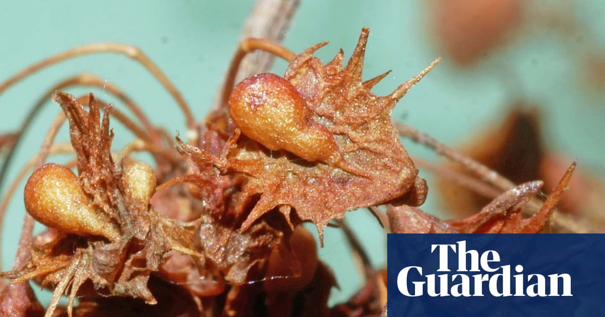 Country diary: A lesson from my final diary after nearly 40 years – keep looking closely | Phil Gates