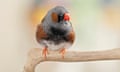 A zebra finch perches on a branch while looking to the side