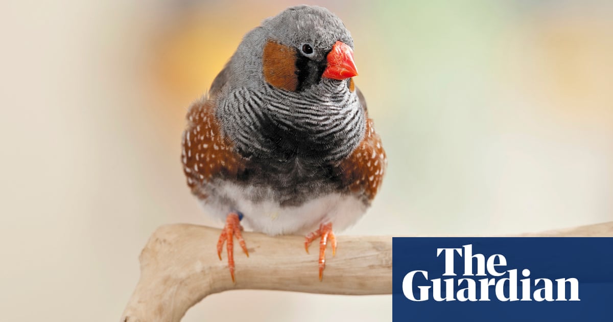 Noise from traffic stunts growth of baby birds, study finds | Birds